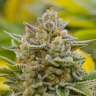 купить семена конопли в интернете Grapefruit Alpha Dog feminised купить семена конопли в интернете Grapefruit Alpha Dog feminised