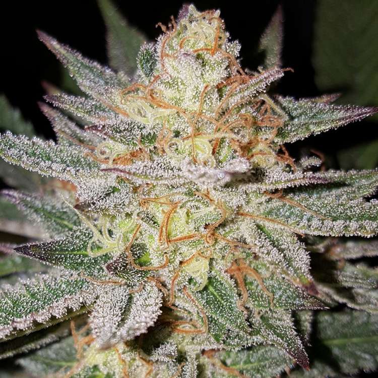 Grapefruit Diesel feminised Ganja Seeds — GanjaSeeds France