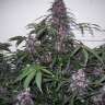 Commander par ligne des graines de marijuana Bloody Skunk