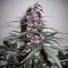 Commander des graines de marijuana Bloody Skunk