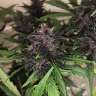 Acheter des graines de marijuana Bloody Skunk
