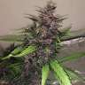 Commander en ligne des graines de cannabis Bloody Skunk