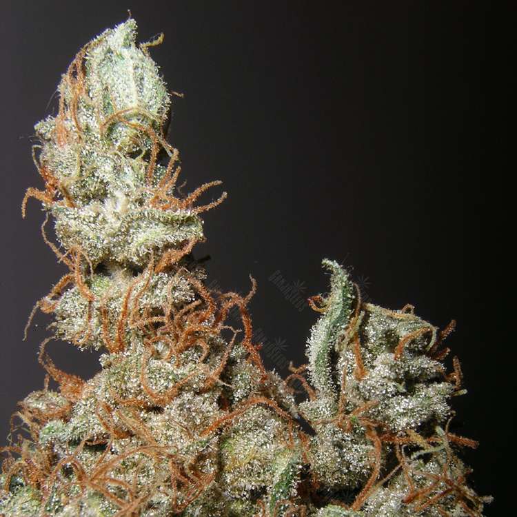 Grapefruit Haze feminised Ganja Seeds — GanjaSeeds France