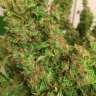Commander avec livraison des graines de marijuana Blue Diesel