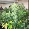 Acheter des graines de marijuana Blue Diesel