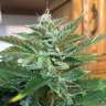 Commander avec livraison des graines de cannabis Blue Diesel