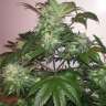 Commander en ligne des graines de cannabis Blue Diesel