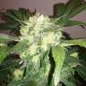 Commander des graines de cannabis Blue Diesel