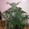 Acheter des graines de cannabis Blue Diesel