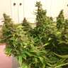 Acheter des graines de cannabis Auto Blue Diesel feminised
