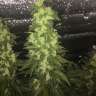 Commander des graines de cannabis Blueberry x Blue Mystic Commander des graines de cannabis Blueberry x Blue Mystic