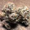 заказ семян конопли Early Skunk feminised