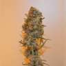 Acheter des graines de cannabis Chronic Ryder