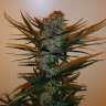 Acheter des graines de marijuana Chronic Ryder