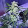 Graines de chanvre féminisées à autofloraison AK 47 Graines de chanvre féminisées à autofloraison AK 47