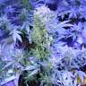 Acheter des graines de chanvre féminisées à autofloraison AK 47 Acheter des graines de chanvre féminisées à autofloraison AK 47