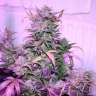 Acheter des graines de cannabis AK 47 Acheter des graines de cannabis AK 47