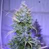 Commander des graines de cannabis AK 47 Commander des graines de cannabis AK 47