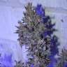 Commander en ligne des graines de cannabis AK 47 Commander en ligne des graines de cannabis AK 47
