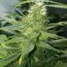 Commander en ligne des graines de cannabis en France Auto AK 47 feminised Commander en ligne des graines de cannabis en France Auto AK 47 feminised