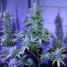 Acheter des graines de cannabis Auto AK 47 feminised Acheter des graines de cannabis Auto AK 47 feminised