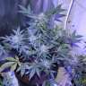 Commander en ligne des graines de cannabis AK 47 Commander en ligne des graines de cannabis AK 47