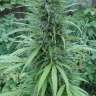 заказать семена конопли курьером White Gum feminised