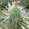 купить семена конопли недорого White Gum feminised