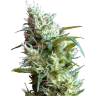 купить семена конопли White Lavender feminised