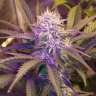 купить семена конопли с доставкой White Lavender feminised
