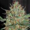 Commander des graines de chanvre féminisées à autofloraison White Widow Commander des graines de chanvre féminisées à autofloraison White Widow