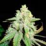 Acheter des graines de cannabis White Widow Acheter des graines de cannabis White Widow