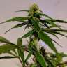 Acheter des graines de marijuana White Widow Acheter des graines de marijuana White Widow