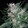 Acheter des graines de marijuana Dark Devil Acheter des graines de marijuana Dark Devil