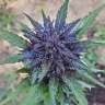 Acheter en ligne des graines de chanvre féminisées à autofloraison Dark Devil Acheter en ligne des graines de chanvre féminisées à autofloraison Dark Devil