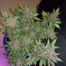 Acheter des graines de marijuana Dark Devil Acheter des graines de marijuana Dark Devil