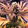 Commander en ligne des graines de cannabis Blueberry