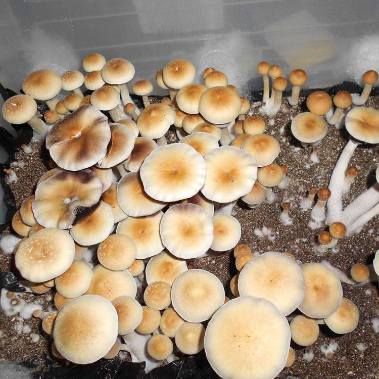 Acheter des empreintes de champignons psilocybines Z-strain