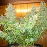 Commander des graines de cannabis Northern Lights