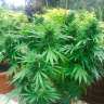 Commander en ligne des graines de cannabis Northern Lights