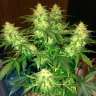 Commander des graines de marijuana Northern Lights