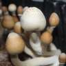 empreintes de champignons psilocybines Albino A+