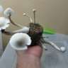 Empreintes de champignons psilocybines en France Albino A+