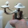 Empreintes de champignons psilocybines à Paris Albino A+