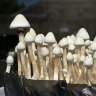 Acheter pas cher des empreintes de champignons psilocybines Albino A+