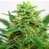 купить семена конопли в Украине Somango feminised купить семена конопли в Украине Somango feminised