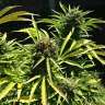 купить качественные семена конопли Somango feminised купить качественные семена конопли Somango feminised