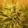 купить семена сортовой конопли Somango feminised купить семена сортовой конопли Somango feminised
