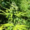 купить мощные семена конопли Somango feminised купить мощные семена конопли Somango feminised