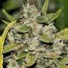 купить семена конопли дешево Somango feminised купить семена конопли дешево Somango feminised